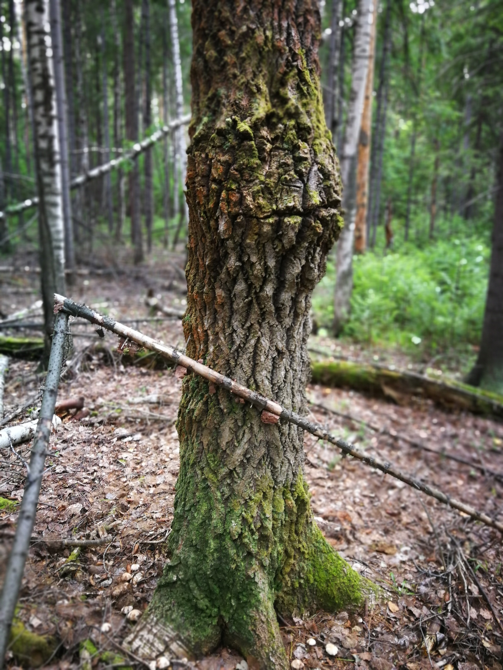 On the topic of mushrooms. - My, Forest, Mushrooms, , , Longpost