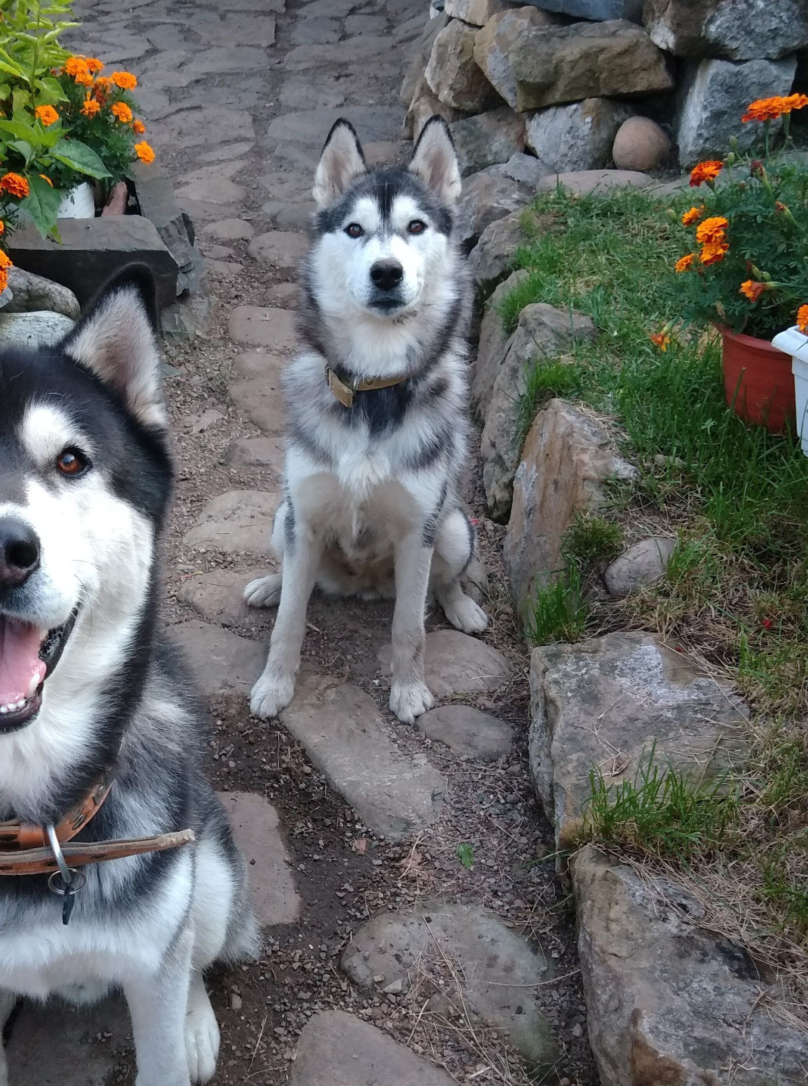 Looking for husky owners. - No rating, Irkutsk, Lost, Dog, Husky, Found a dog, In good hands