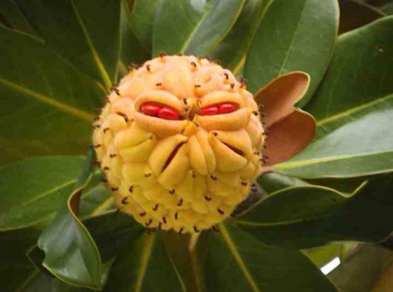 Evil magnolia - Botany, Flowers, Fruit, Magnolia