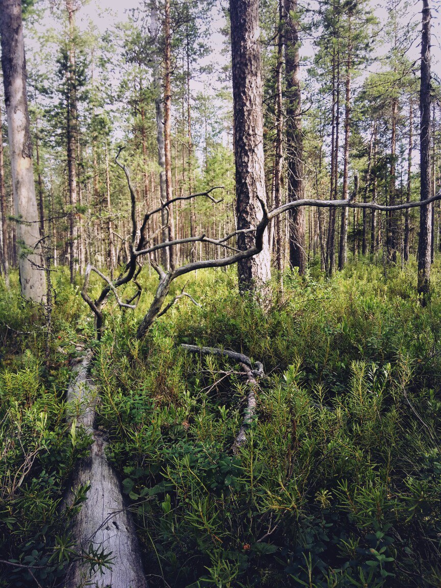 In the forests of Karelia (July photos) - My, Cloudberry, Forest, Chanterelles, Nature, , Longpost