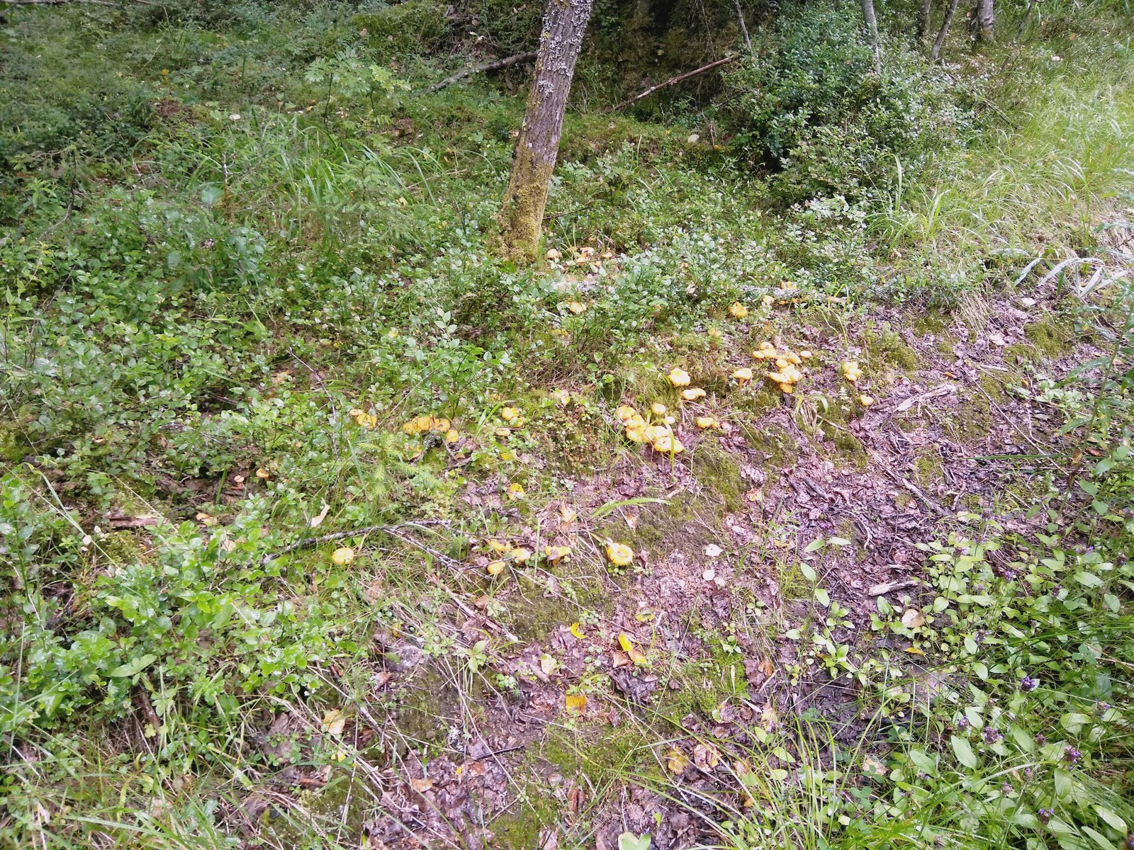 In the forests of Karelia (July photos) - My, Cloudberry, Forest, Chanterelles, Nature, , Longpost