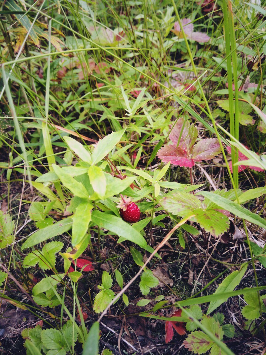 In the forests of Karelia (July photos) - My, Cloudberry, Forest, Chanterelles, Nature, , Longpost