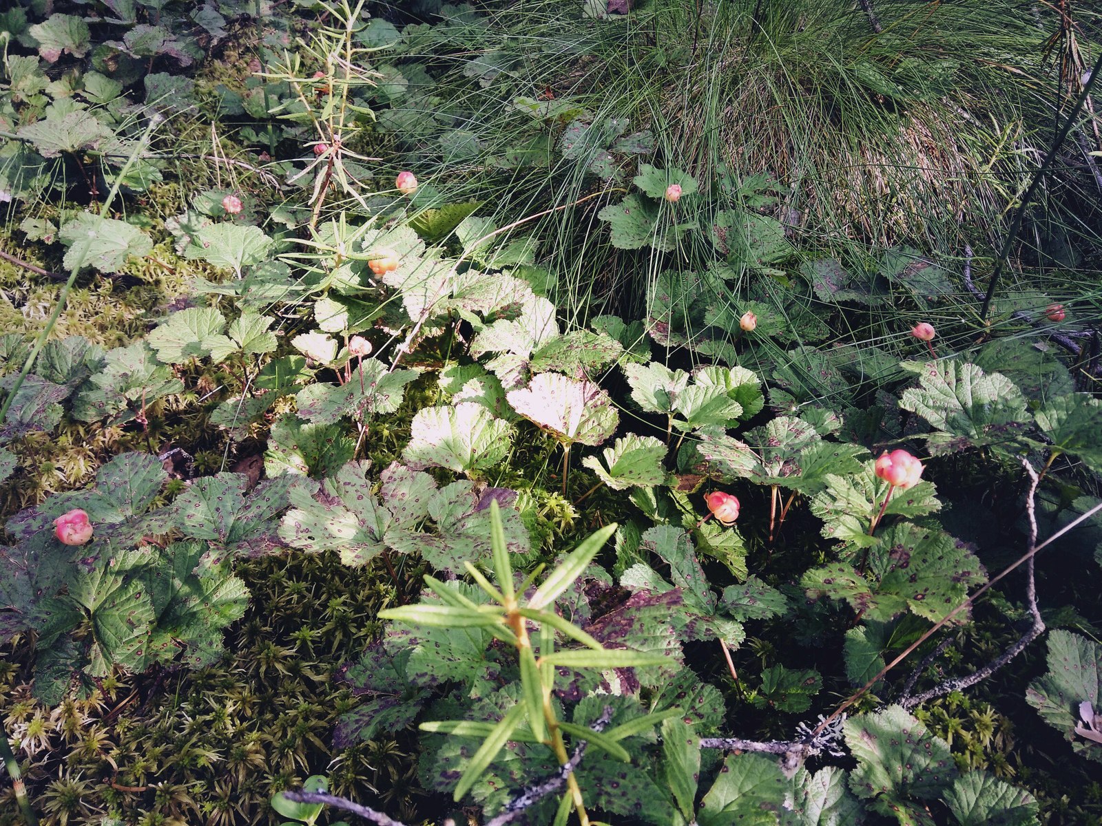 In the forests of Karelia (July photos) - My, Cloudberry, Forest, Chanterelles, Nature, , Longpost