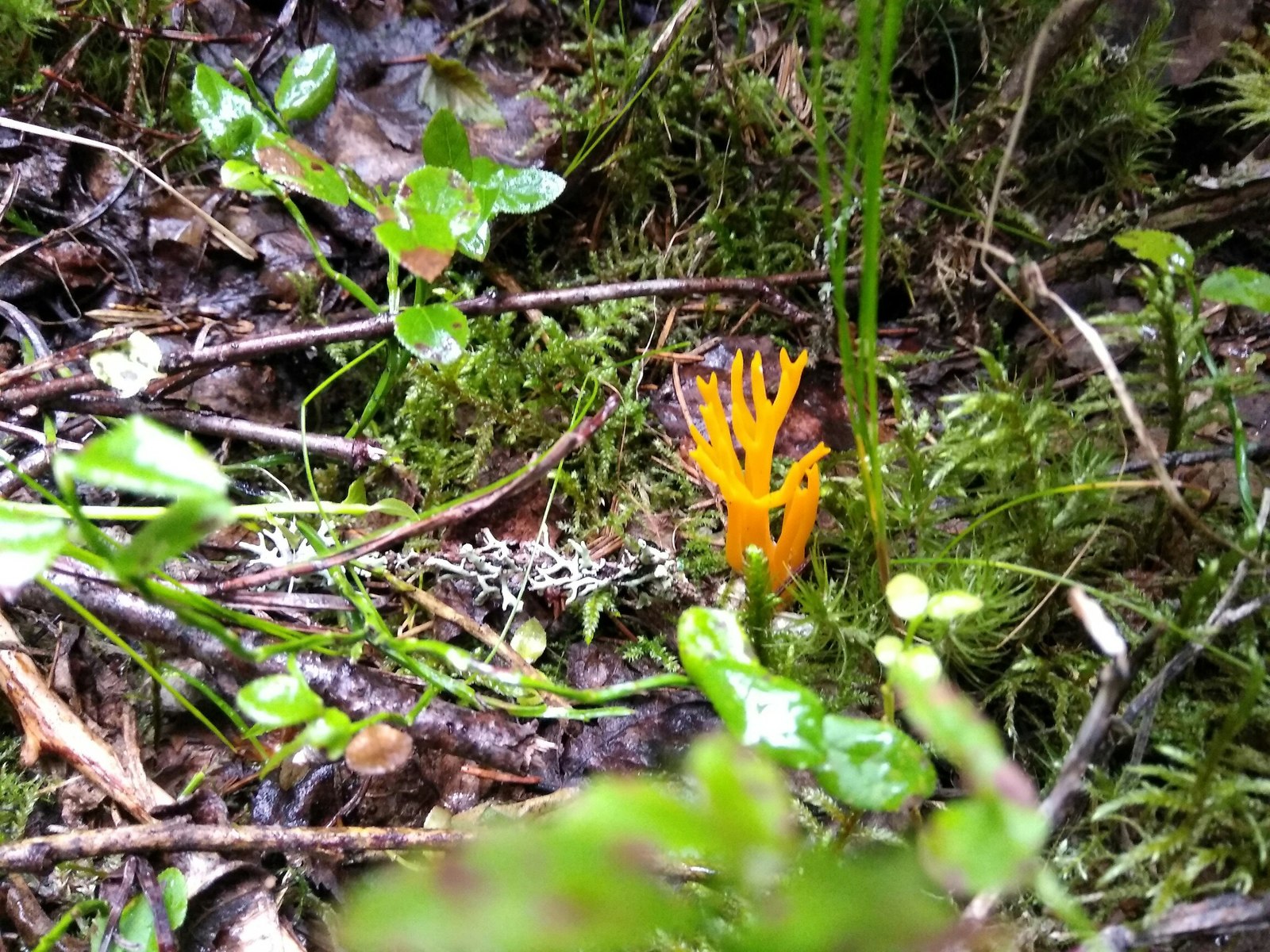 In the forests of Karelia (July photos) - My, Cloudberry, Forest, Chanterelles, Nature, , Longpost