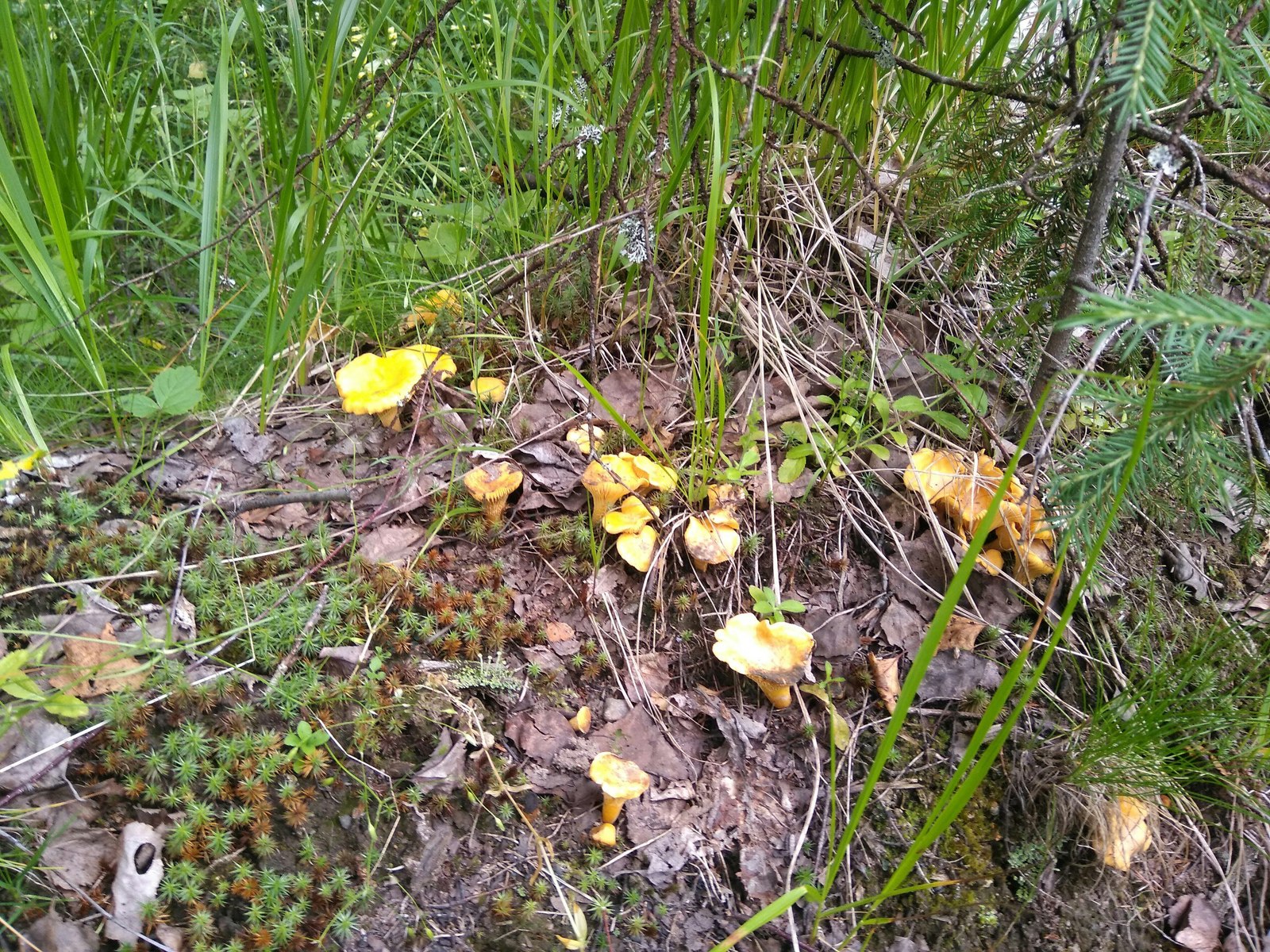 In the forests of Karelia (July photos) - My, Cloudberry, Forest, Chanterelles, Nature, , Longpost