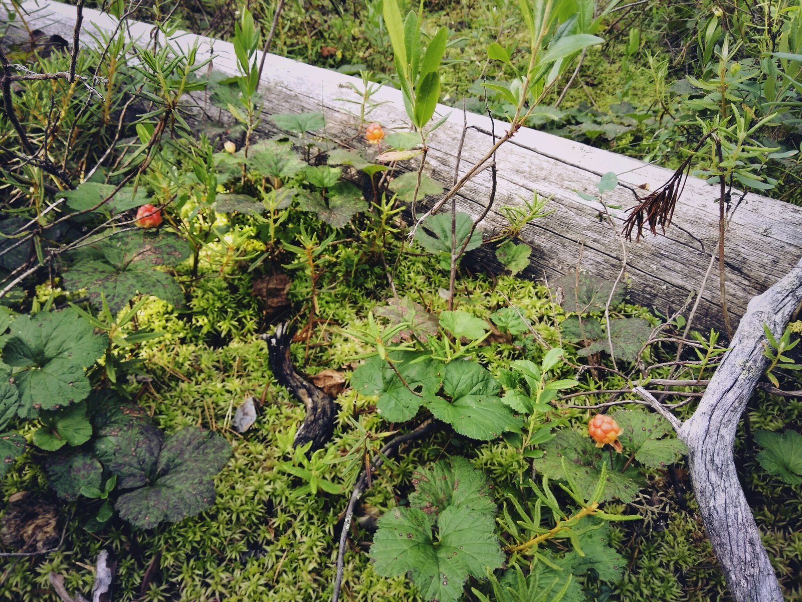 In the forests of Karelia (July photos) - My, Cloudberry, Forest, Chanterelles, Nature, , Longpost