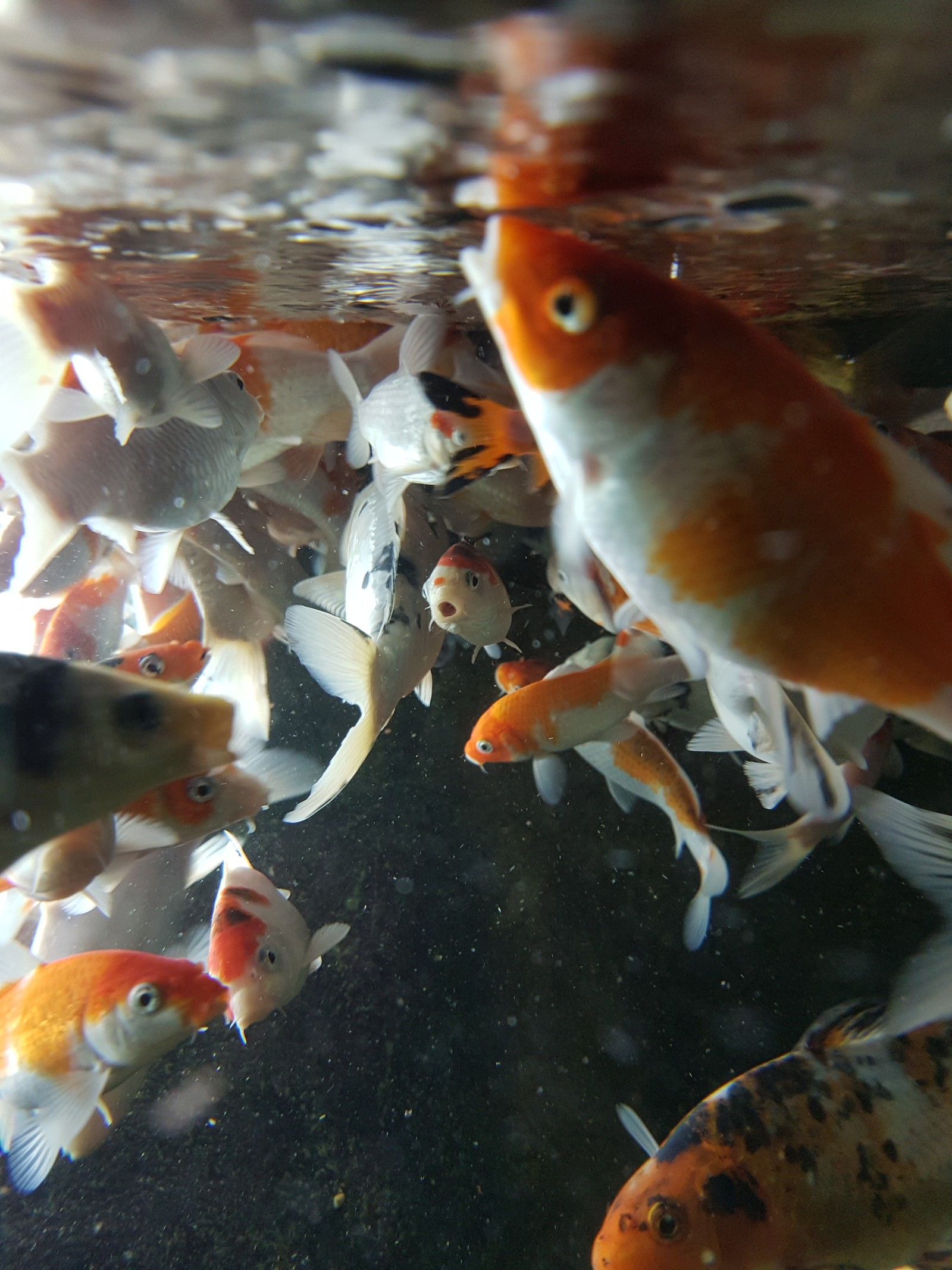 fish in shock - My, A fish, Oceanarium, Astonishment, Under the water