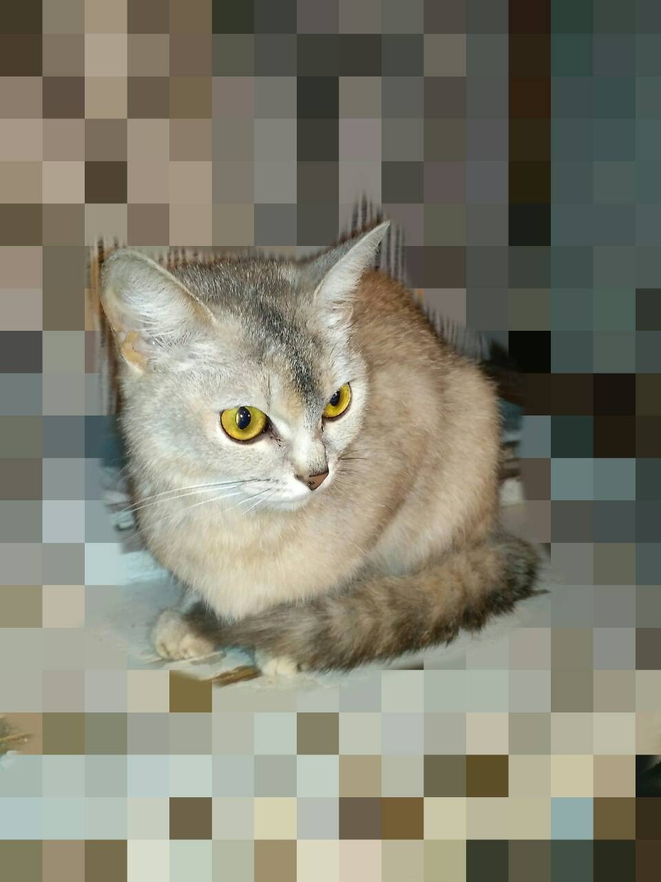 URGENTLY!!! Kitty in good hands - My, My, No rating, cat, Nizhny Novgorod, Help, In good hands, Longpost, , Helping animals