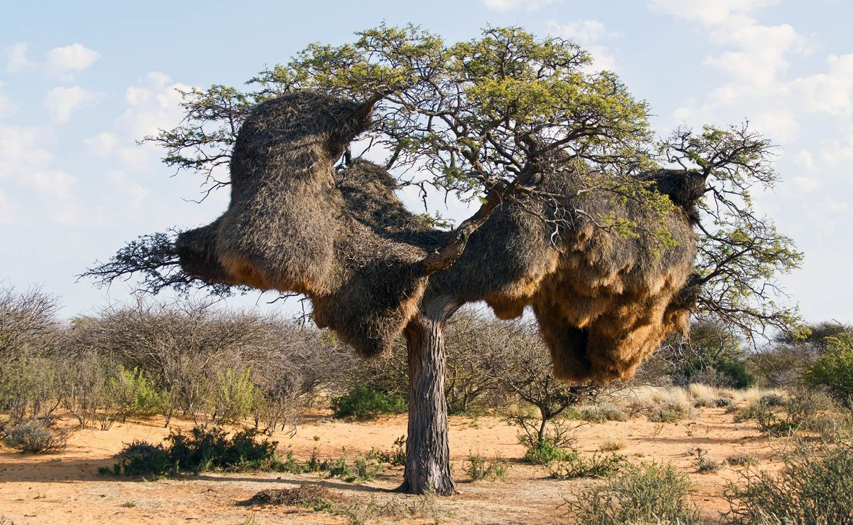 How the world's largest nests are built - My, Animals, Weavers, Birds, Wild animals, Humor, Nature, Animal book, Longpost