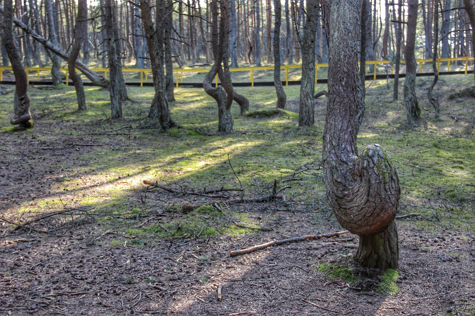 dancing forest - My, Baltic Sea, Kaliningrad, Curonian Spit, Forest, dancing forest, The photo, Longpost