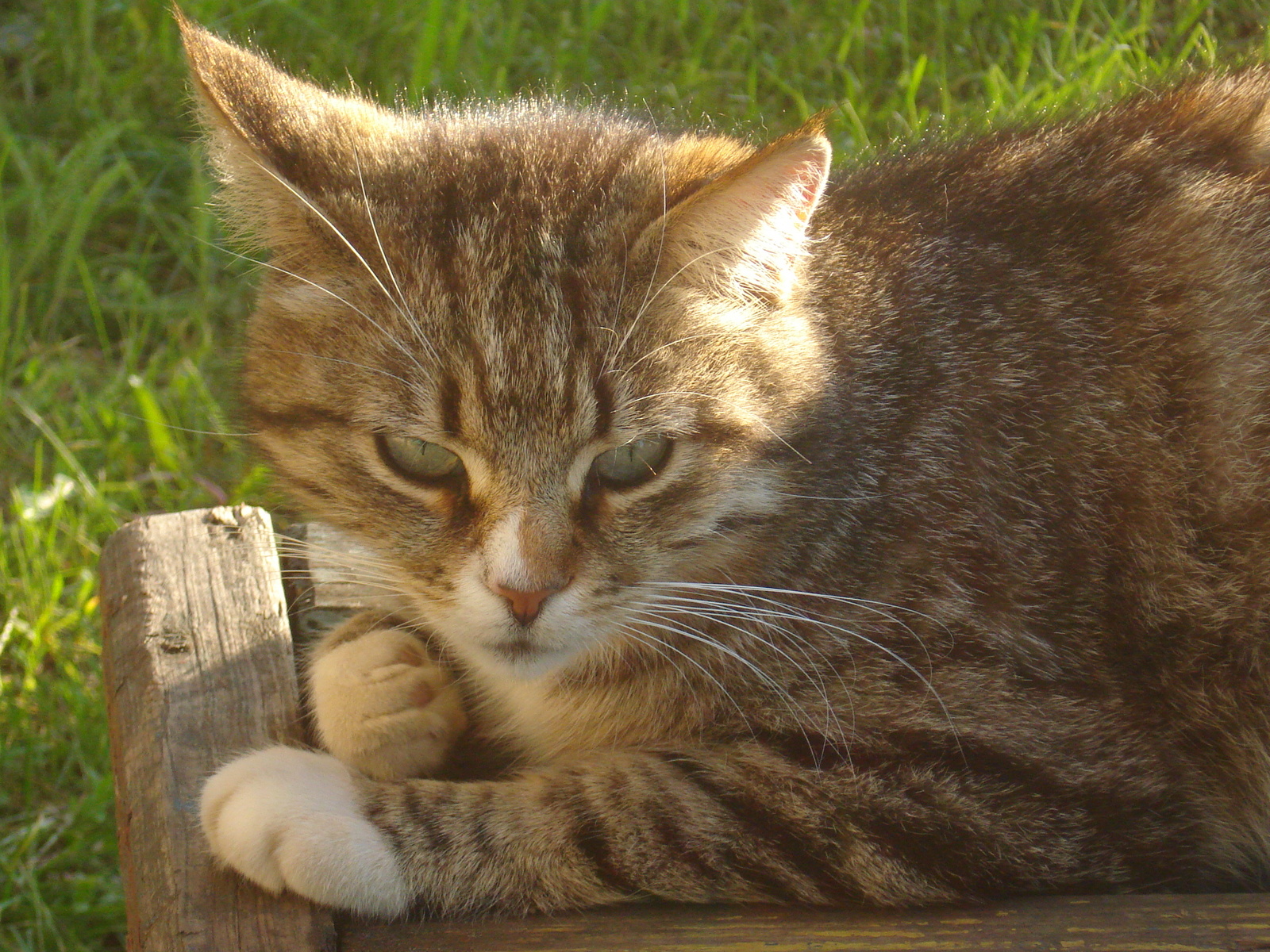 Котики нашего города - Моё, Кот, Городские коты, Длиннопост