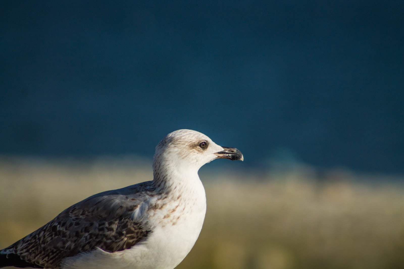 Seagulls - My, Seagulls, The photo, Canon, Longpost, Sea, Birds