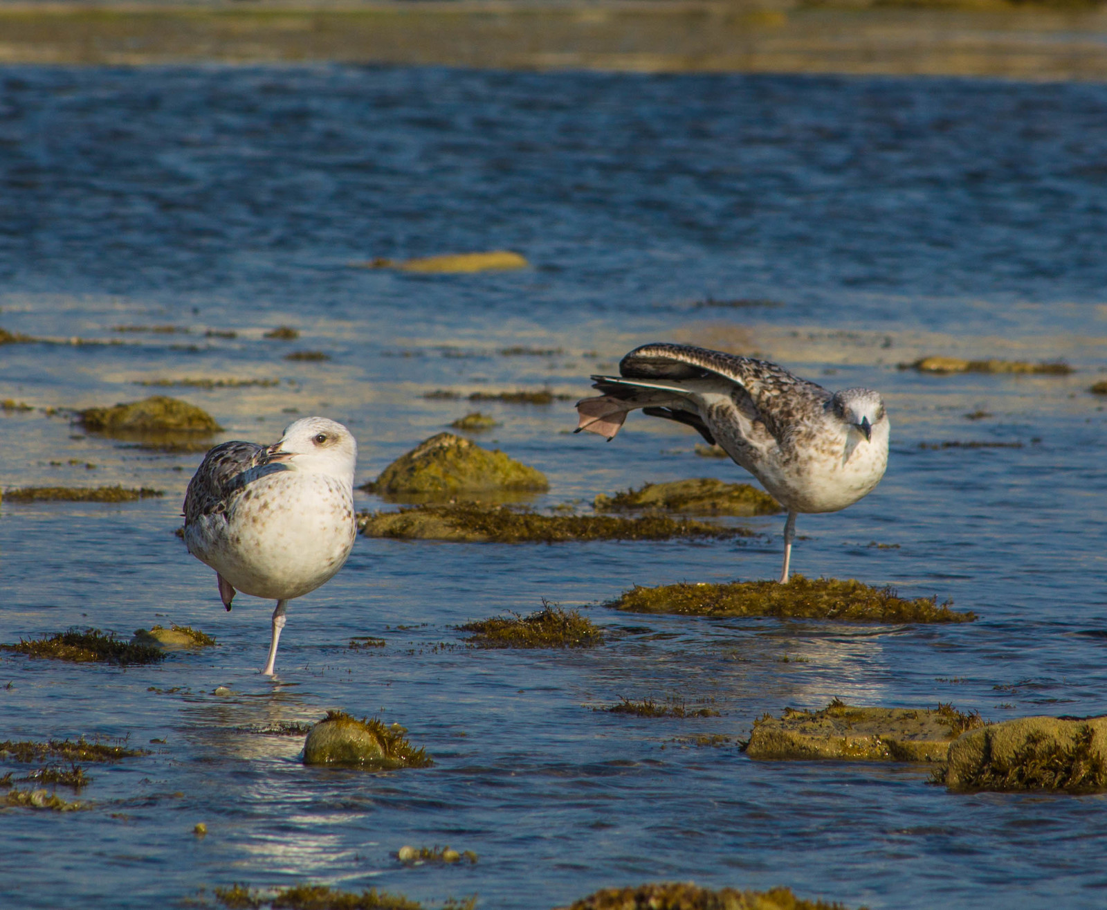 Seagulls - My, Seagulls, The photo, Canon, Longpost, Sea, Birds