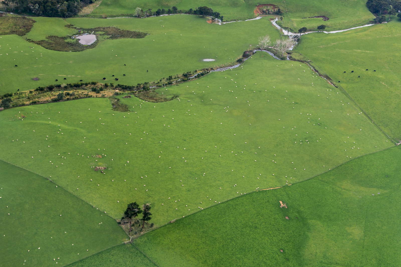 Sheep and some cows - My, New Zealand, Meadow, Pasture, Sheeps, Landscape, Bird's-eye, View from above