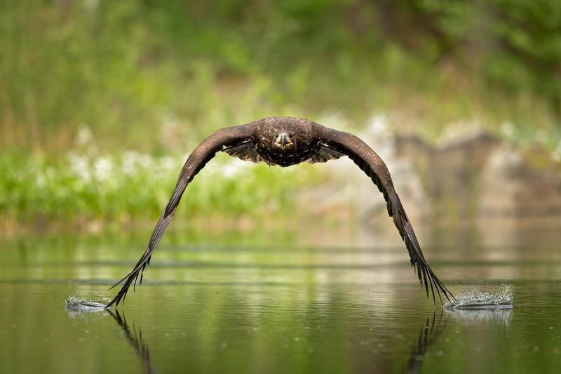 sliding on the water - Eagle, Birds, Predator, Water