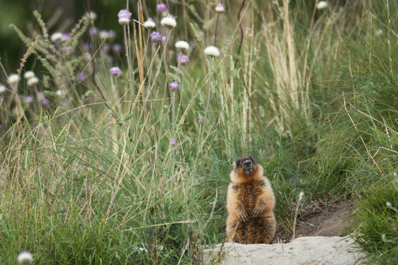 Little marmots post - My, My, Nature, Animals, The photo, Longpost