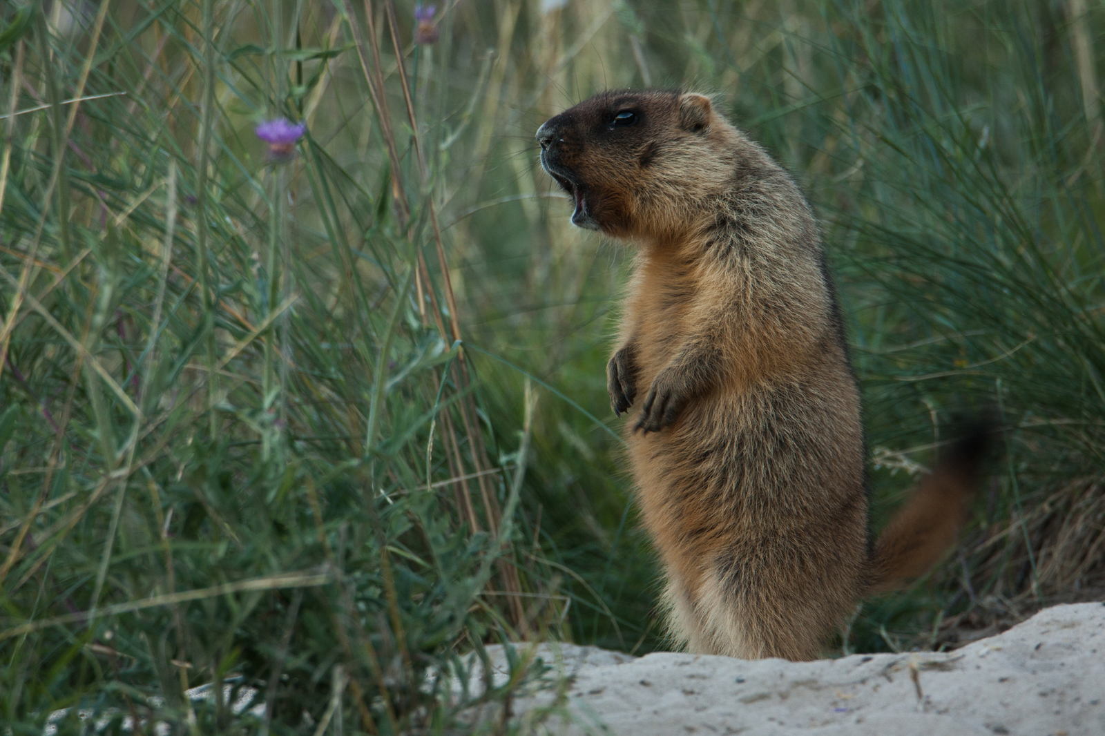 Little marmots post - My, My, Nature, Animals, The photo, Longpost