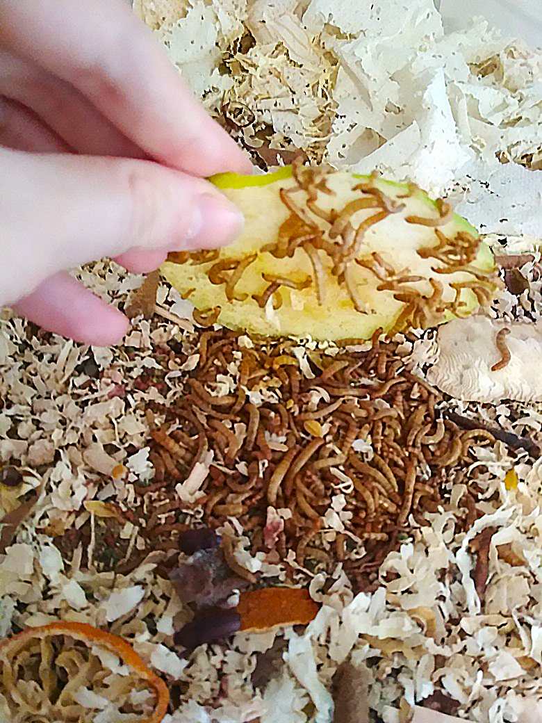 Breeding of fodder insects for songbirds and insectivorous birds - My, Insects, Cockroaches, Marble cockroaches, Turkmen cockroach, Argentine cockroach, Mealworm, Birds, Wagtail, Longpost