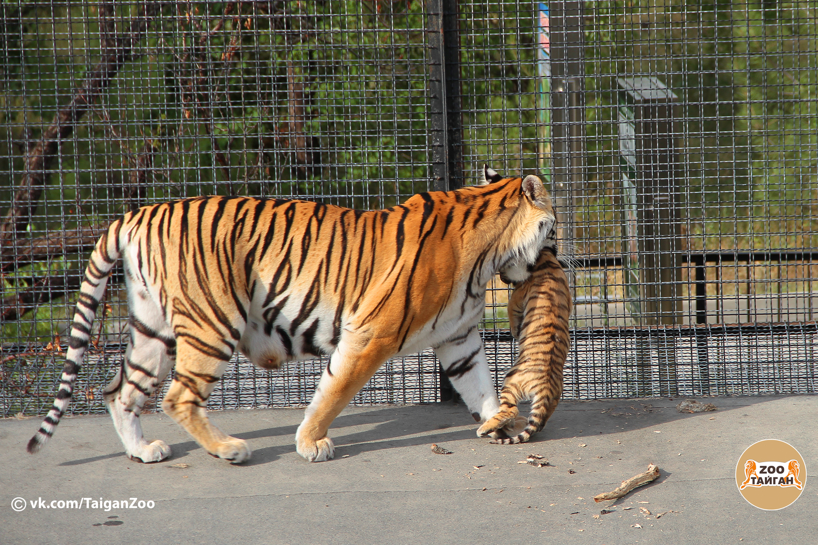 Universal sedative! - My, , Taigan Lions Park, Zoo, Crimea, Tiger, Predator, Animals, cat, Longpost