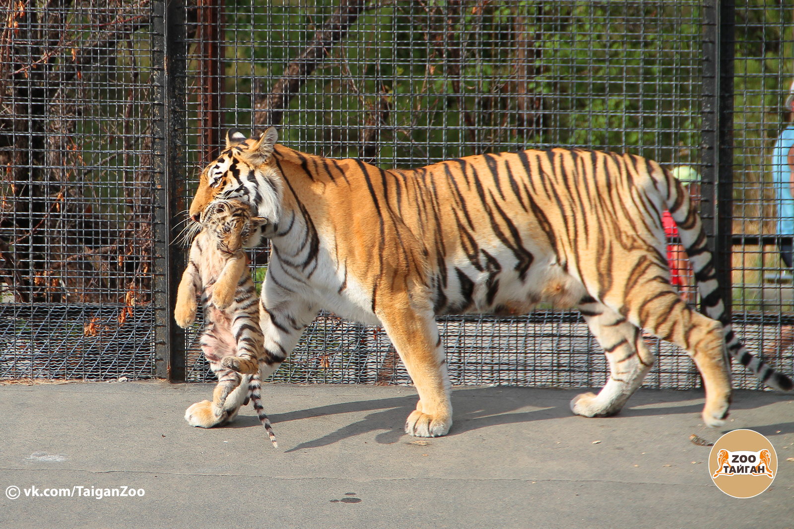 Universal sedative! - My, , Taigan Lions Park, Zoo, Crimea, Tiger, Predator, Animals, cat, Longpost