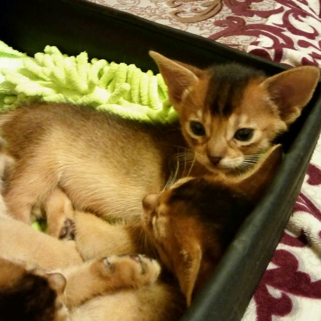 The kids are tired - My, Abyssinian cat, , Kittens, Cat breeds, Box and cat, Longpost, cat