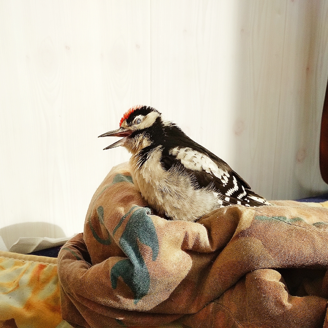 Sunbathing - My, Woodpeckers, Great spotted woodpecker, Sunbathing