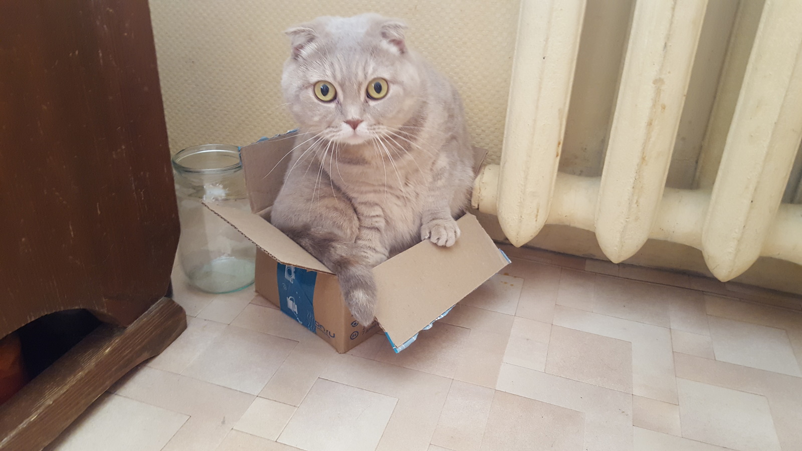 Down with the discrimination of boxes, small boxes are also boxes! - My, cat, Catomafia, Neva Masquerade, Scottish lop-eared, Box, Box and cat