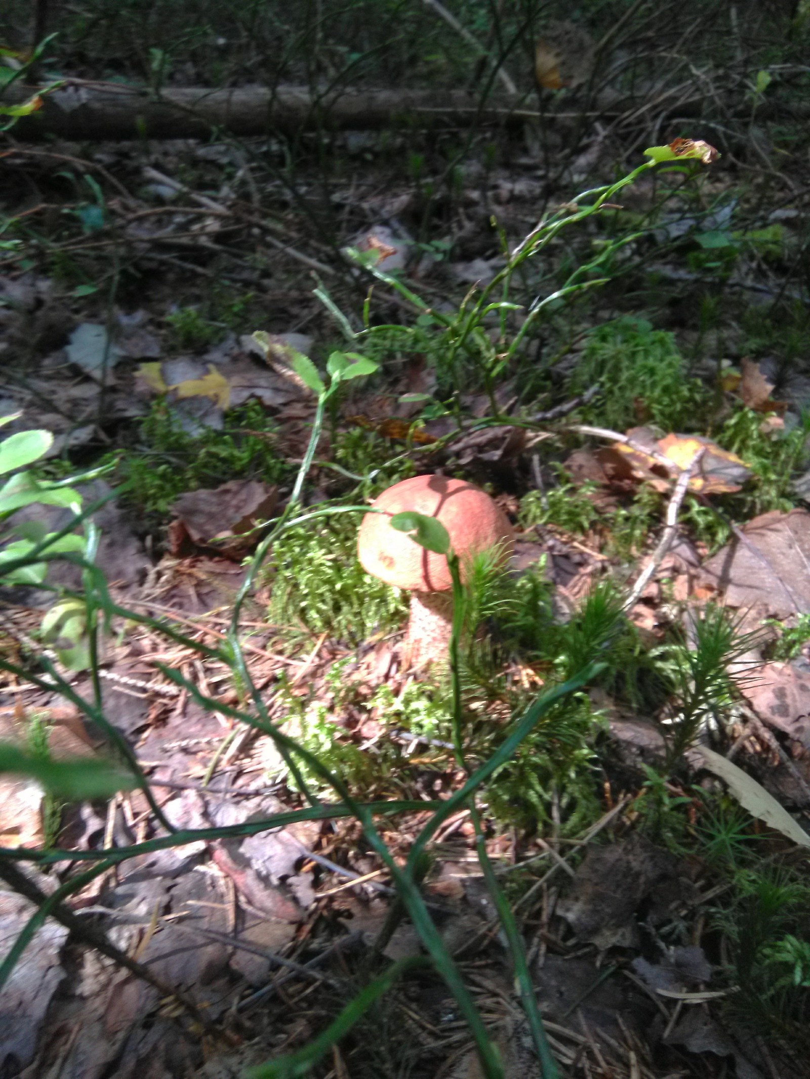 Photoshoot for dinner. - My, Forest, Mushrooms, White, Boletus, Dinner, Longpost