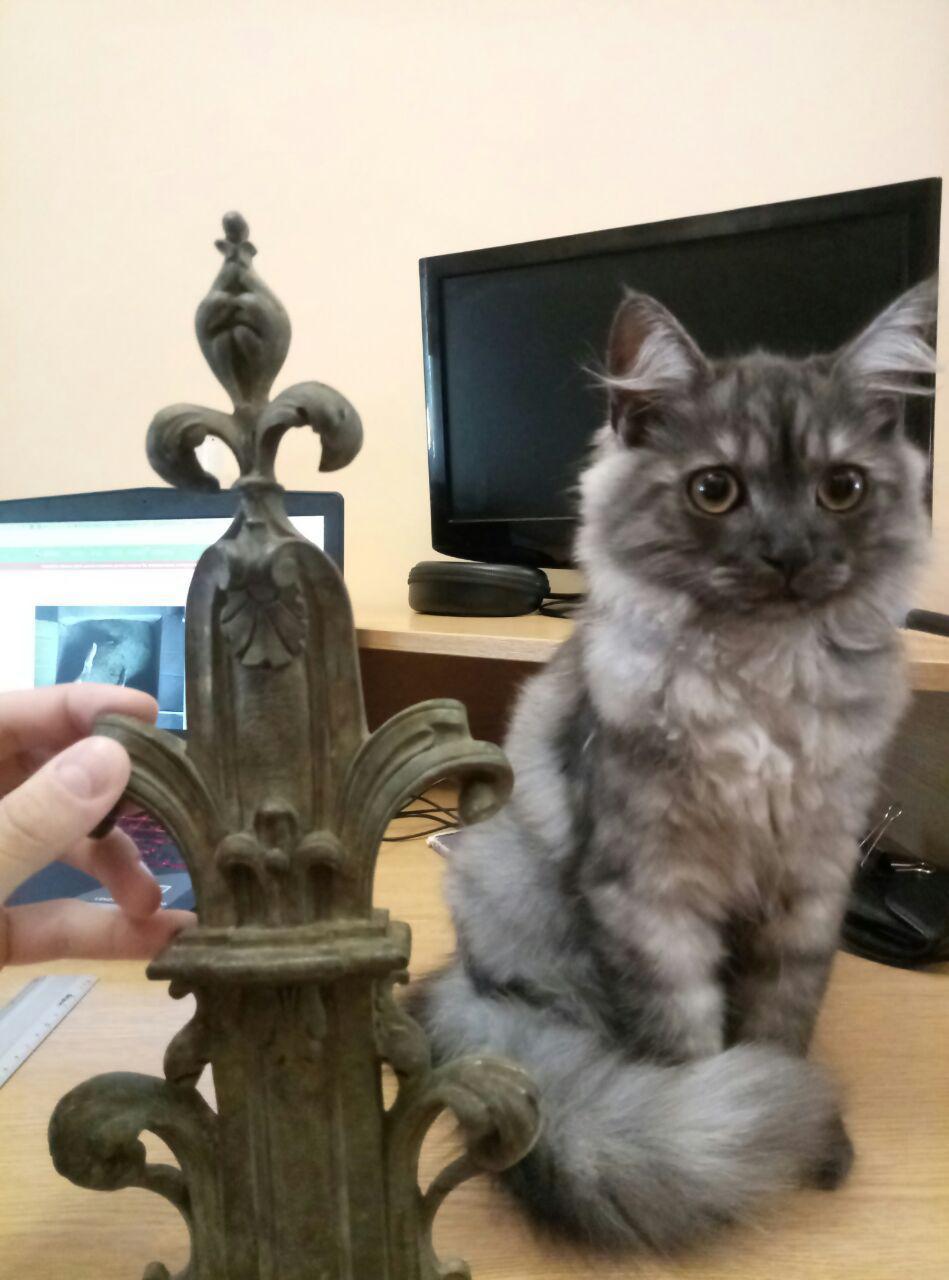 Tell me, please, what kind of piece of cast decor did I find in my garden? I really want to breathe new life into it... - Archaeologists, cat, 