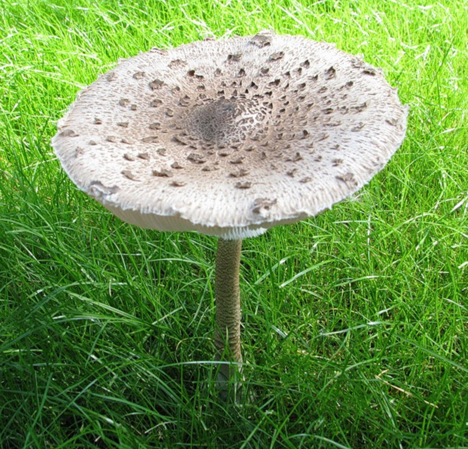 Съедобный гриб зонтик фото съедобный