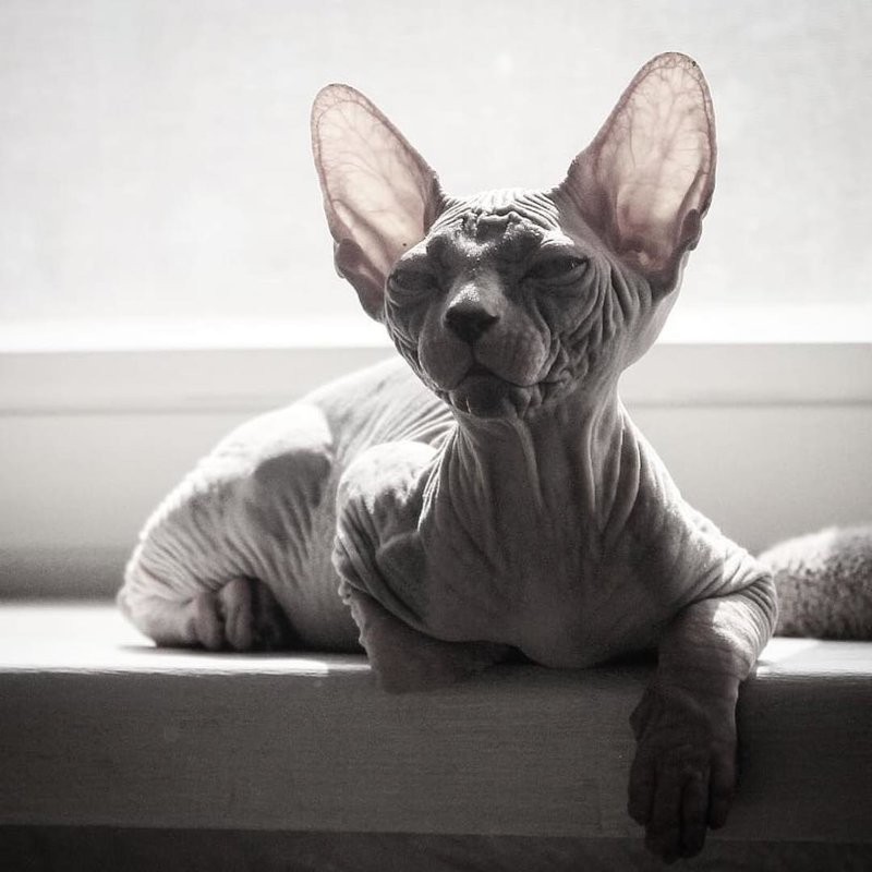 Sphinxes. - Animals, Longpost, Oriental cats, cat, Sphinx