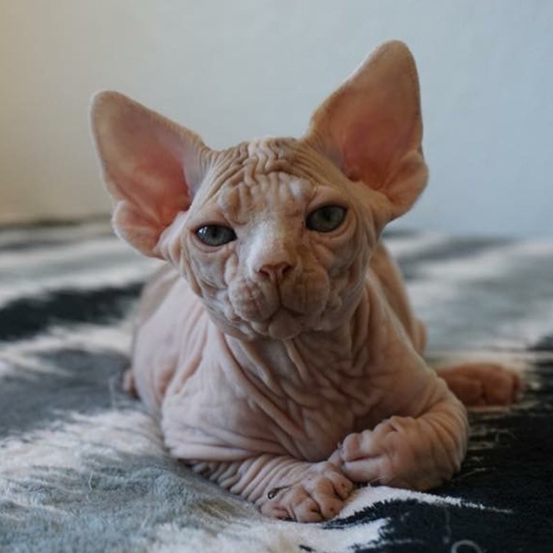 Sphinxes. - Animals, Longpost, Oriental cats, cat, Sphinx