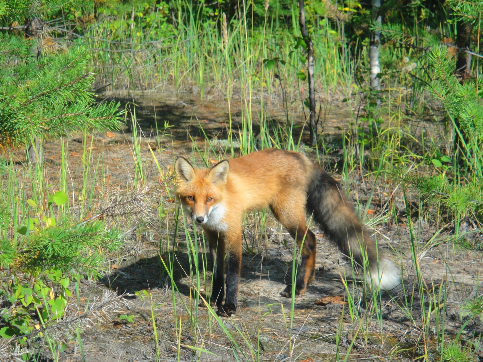 Meeting in the woods - My, Fox, Forest, Suddenly