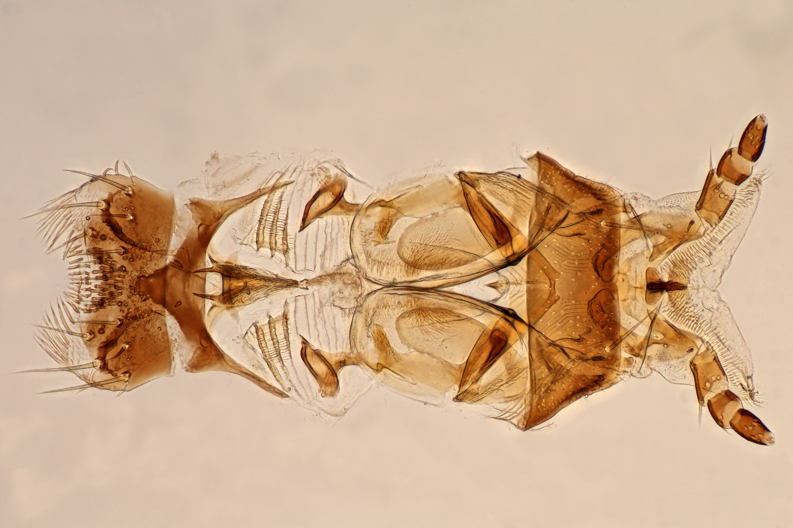 Upper (left) and lower lips of a rove beetle. The total length is 1.2 mm. - My, Micro, The beatles