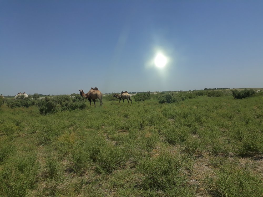 Rest in Kazakhstan. - My, Travels, Relaxation, Kazakhstan, Longpost