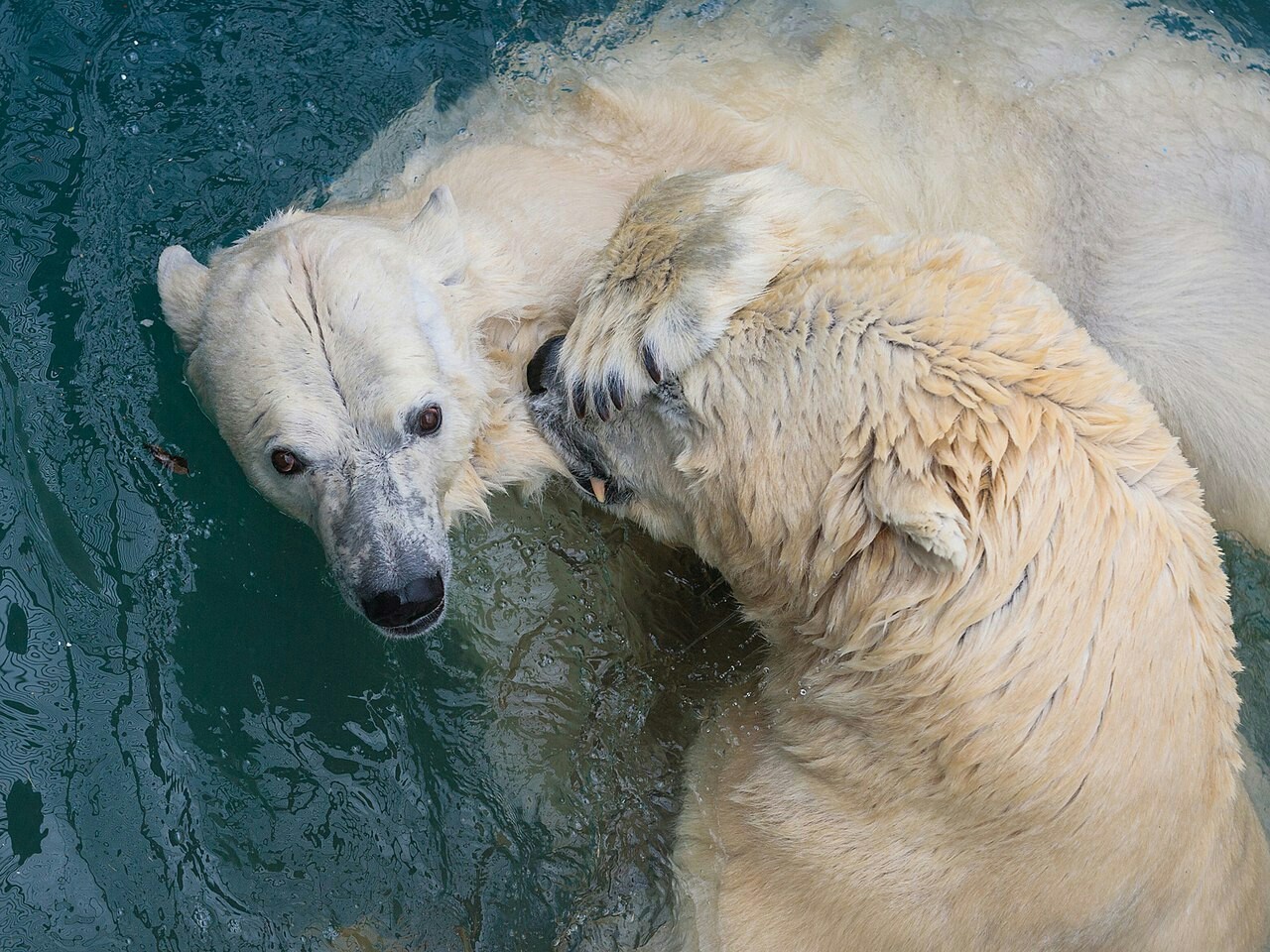 Leave me alone, I'm swimming! - Polar bear, The photo, The Bears