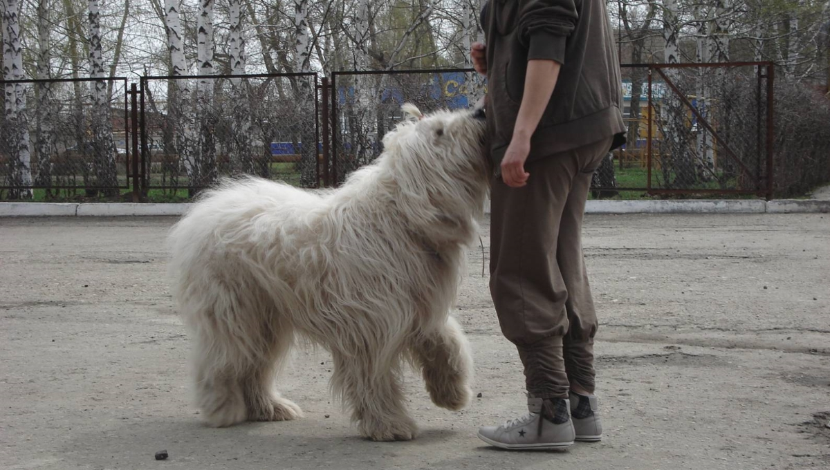 Yuzhakov must be respected! - My, Dog, , Wolfhound, , Longpost