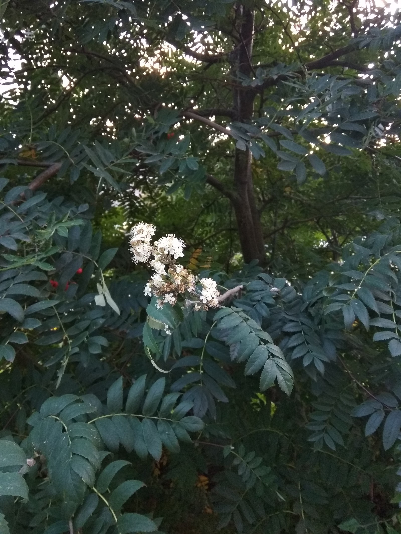 August 30 - My, Lilac, Rowan, Autumn, Longpost