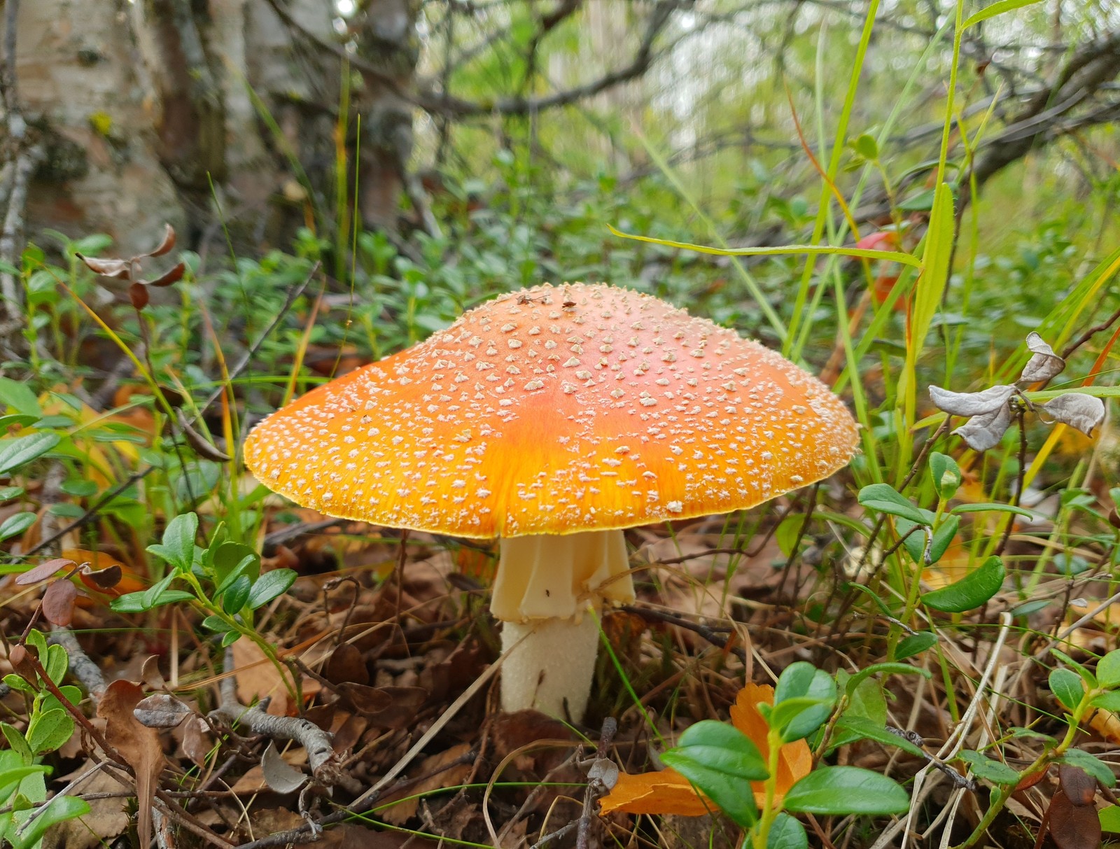 Beauty YaNAO - My, Mushrooms, The photo, beauty