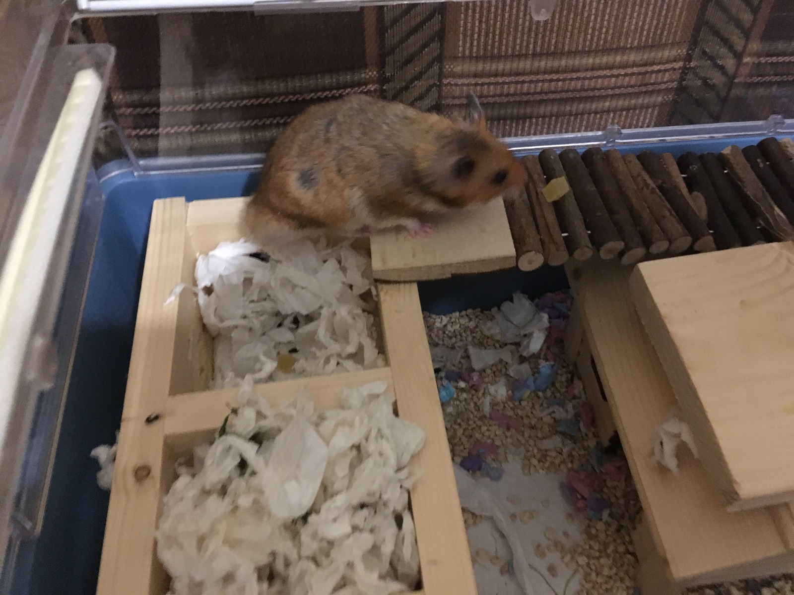 My pet - My, Hamster, Syrian hamster, Longpost