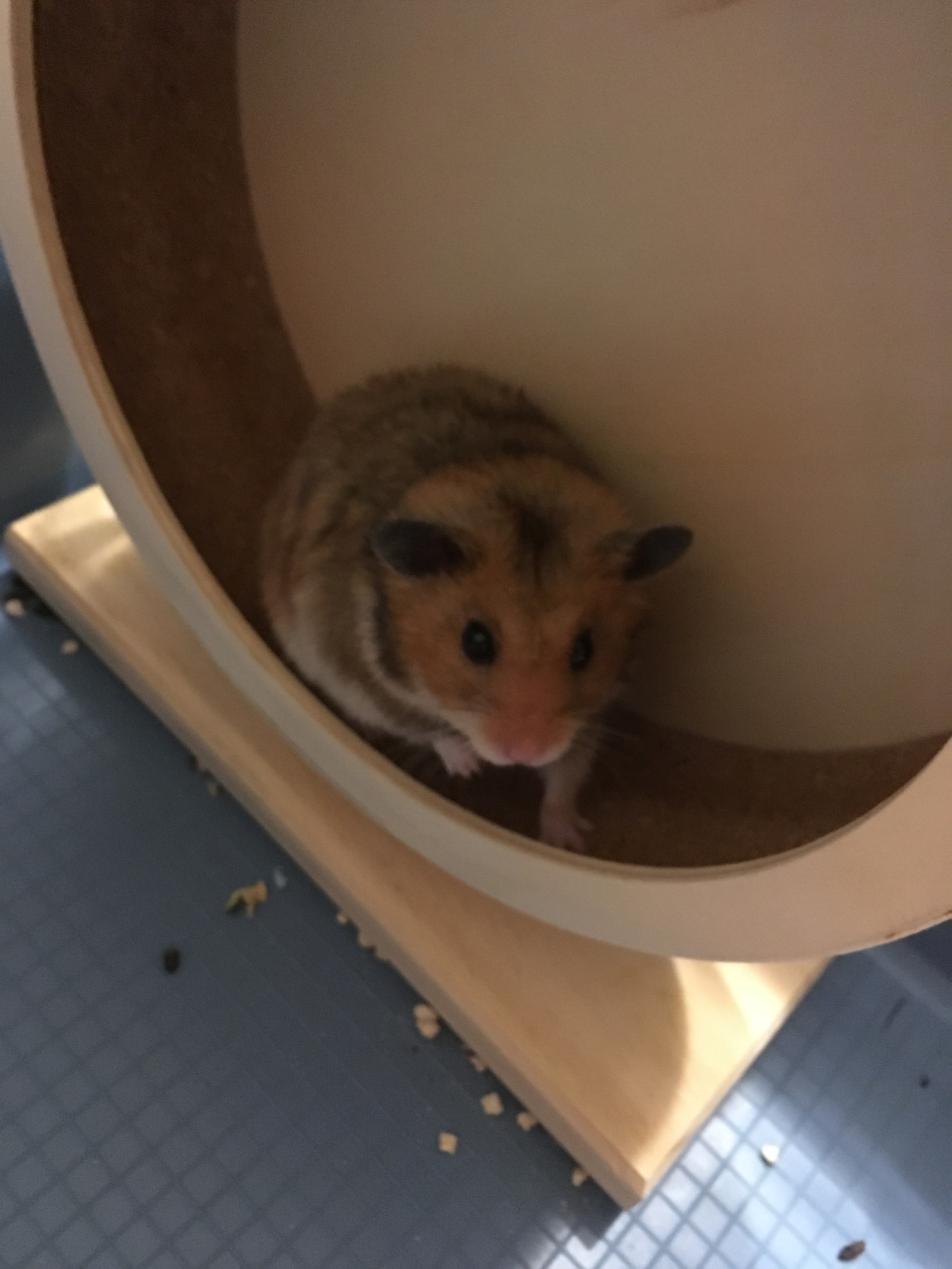 My pet - My, Hamster, Syrian hamster, Longpost