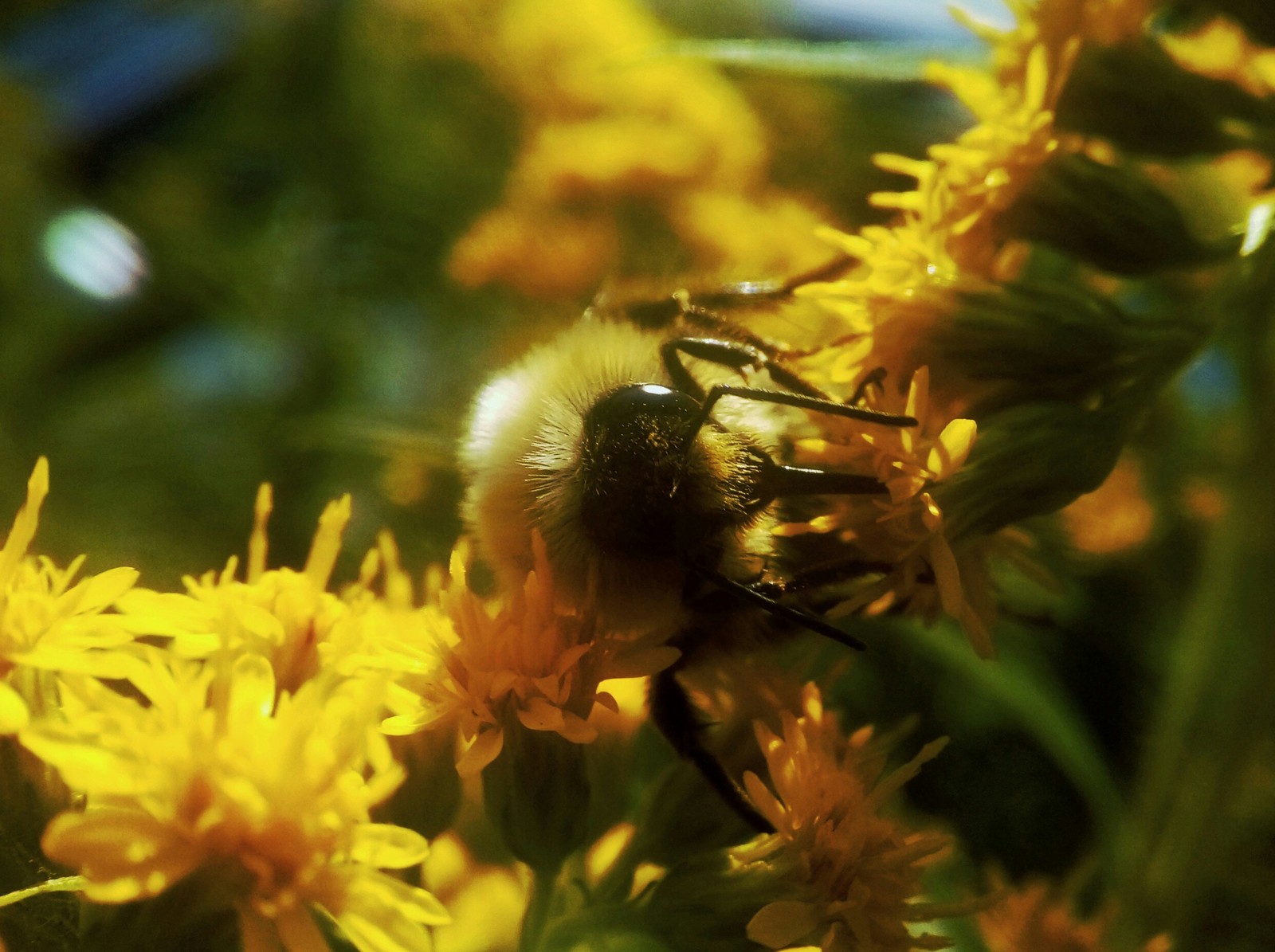 Bee - My, The photo, Insects, Bees, Macro, Macro photography