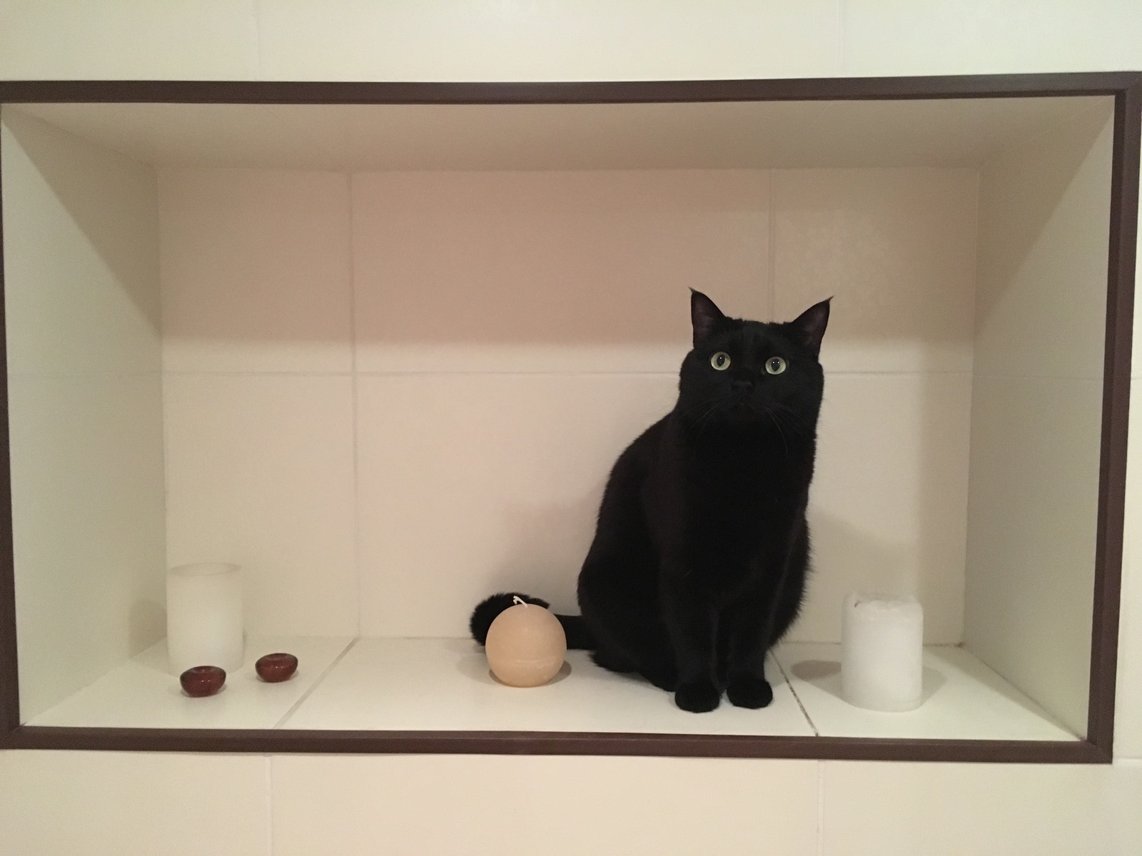 From the life of a black cat at home - My, cat, Pets, , Longpost