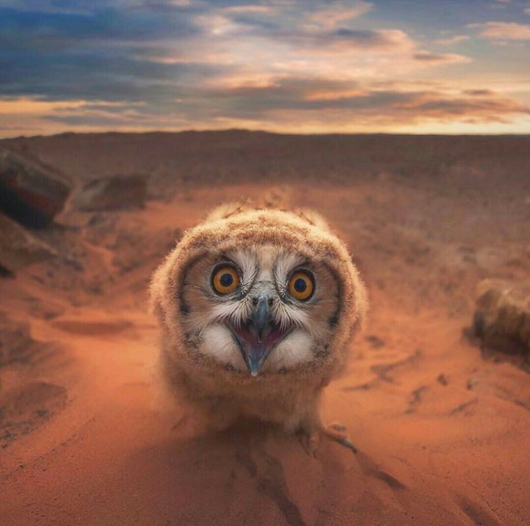 Owls are so cute - Owl, Birds, Animals