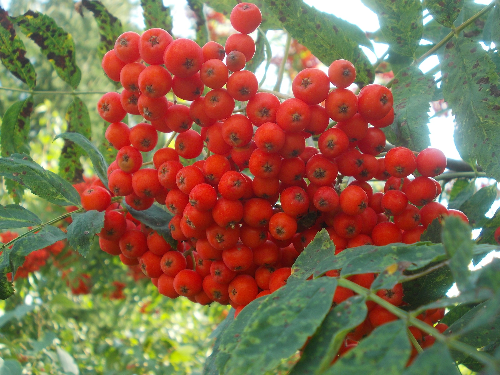 Rowan and not only... The first day of September. - My, First day, Autumn, Yekaterinburg, Longpost