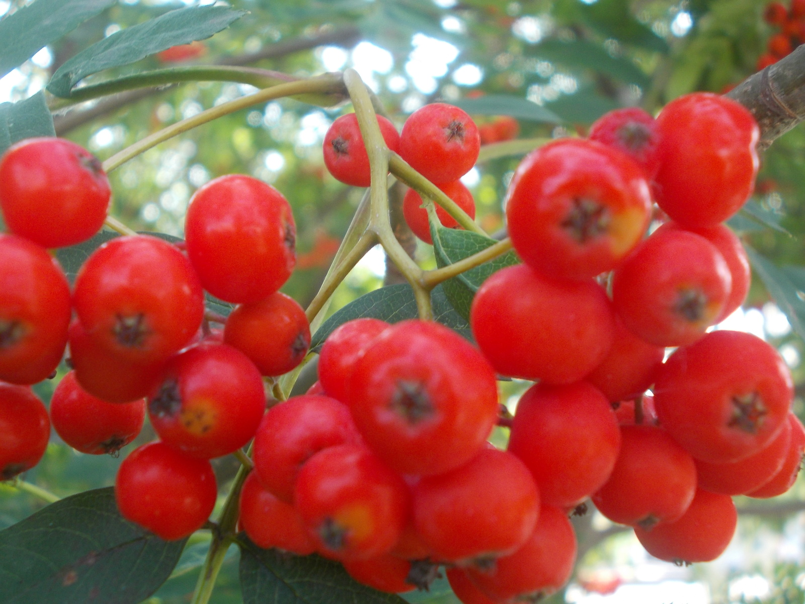 Rowan and not only... The first day of September. - My, First day, Autumn, Yekaterinburg, Longpost