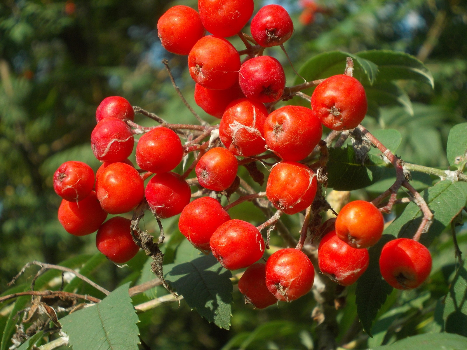 Rowan and not only... The first day of September. - My, First day, Autumn, Yekaterinburg, Longpost