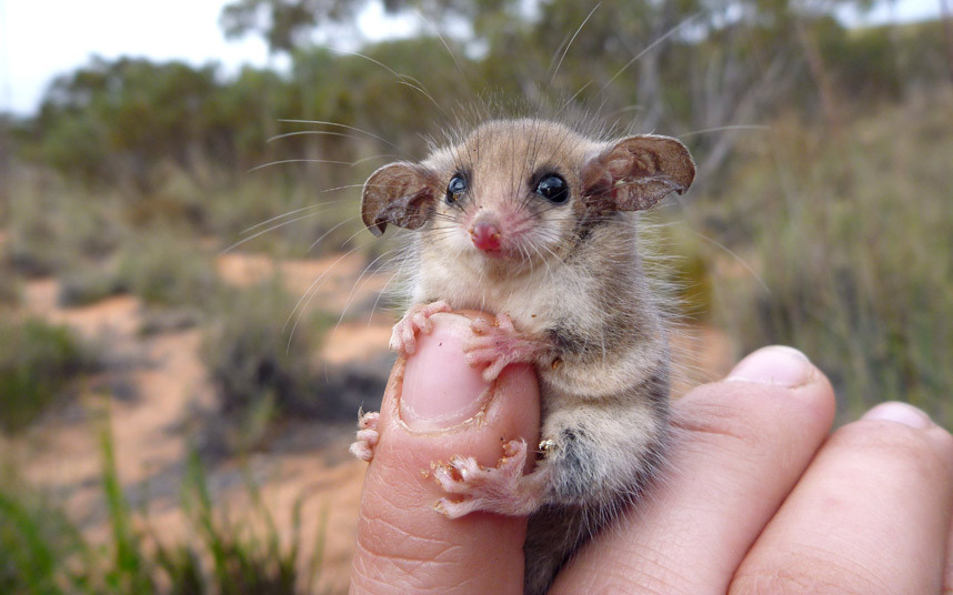 Not all animals in Australia want to kill you - , Australia