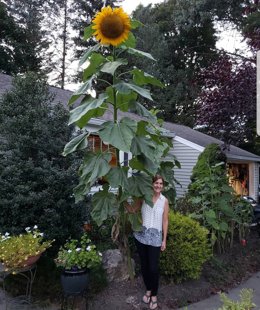 Matured - Sunflower, Bloom, Summer, The photo, Reddit