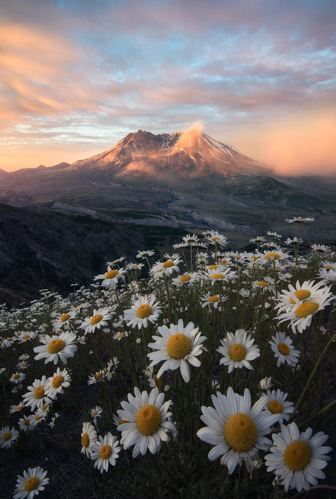 Sunrise over St. Helens - Chamomile, The mountains, The photo, Volcano St. Helens, Volcano